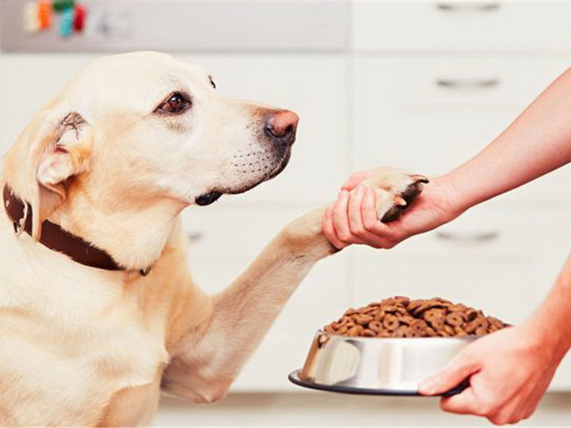 AAFCO Testing for Dog