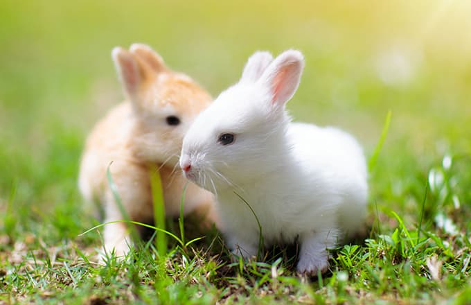 Caring for Experimental Animals